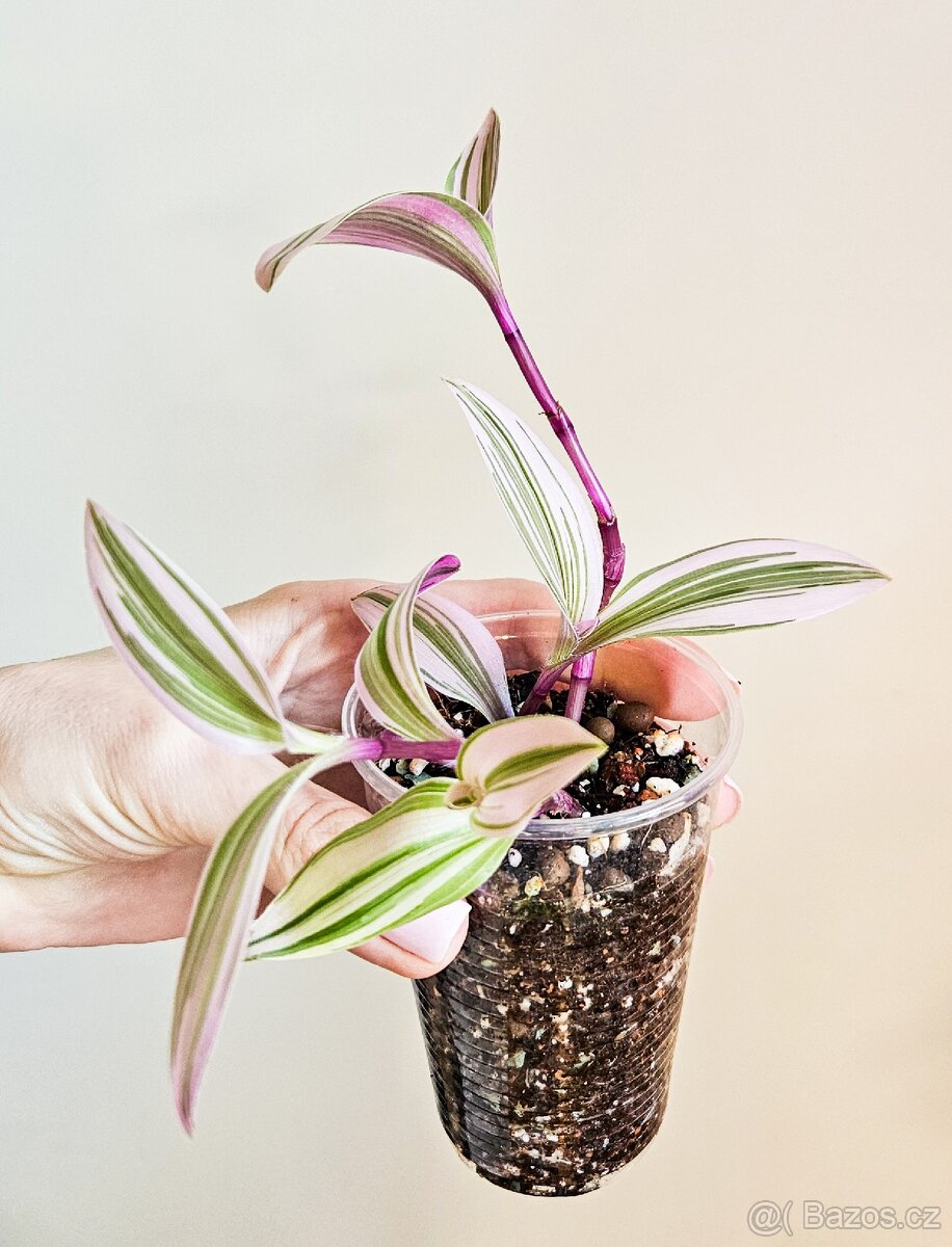 Tradescantia Nanouk - 3
