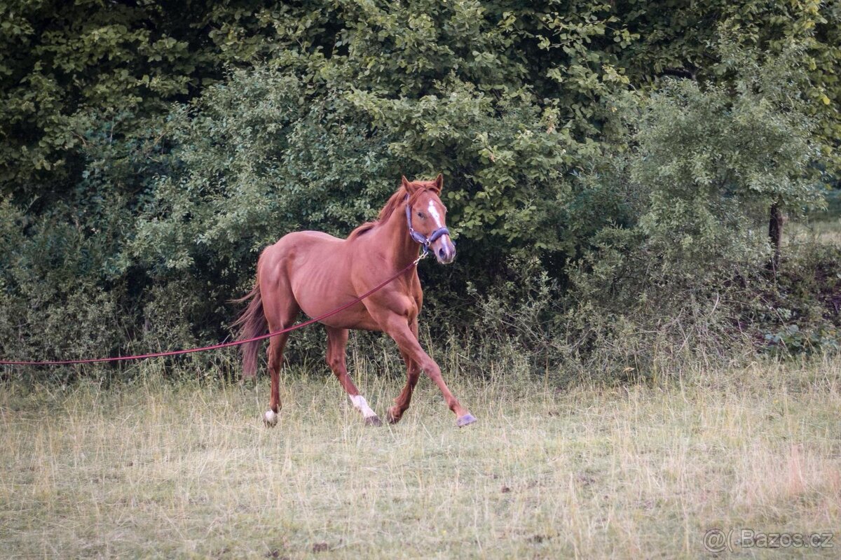 Predam žrebca anglickeho plnokrvnika A1/1 - 3