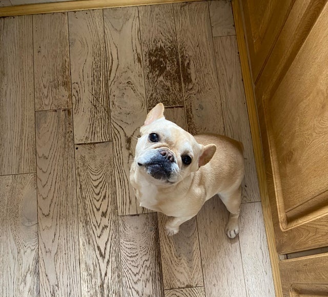Francouzský buldoček - 3