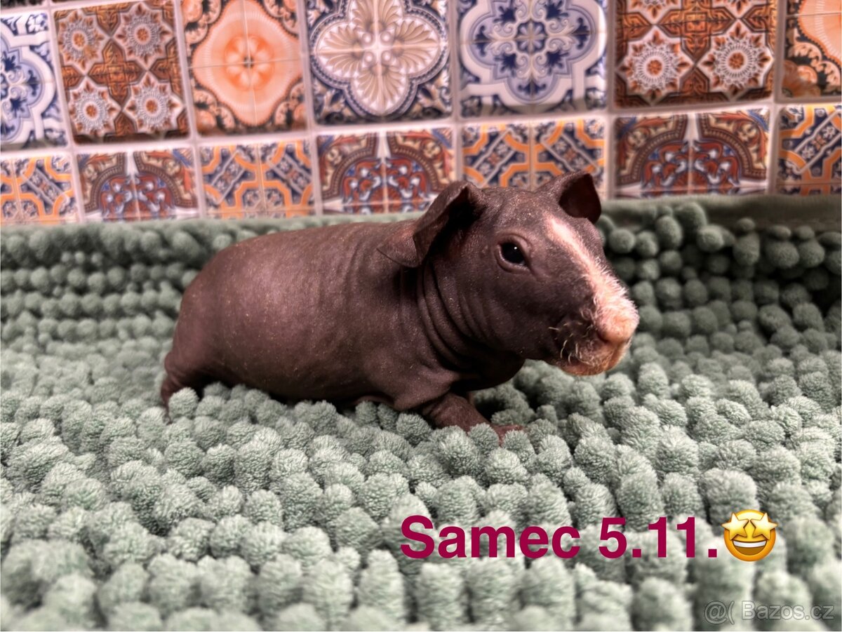 Samečci skinny morčátek - 3