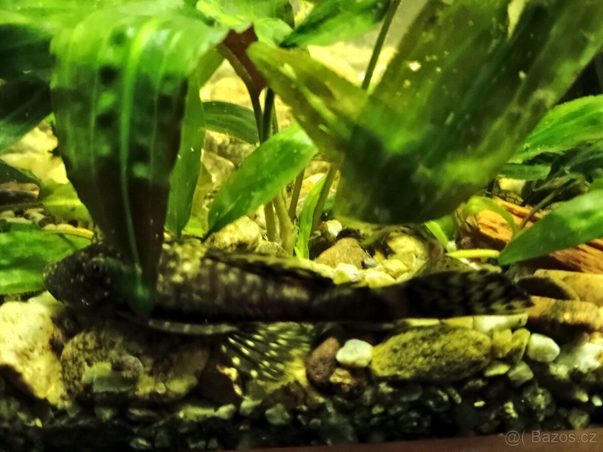 Prodám Ancistrusy a sumečky - 3