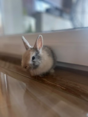 Zakrslý kralicek - 3