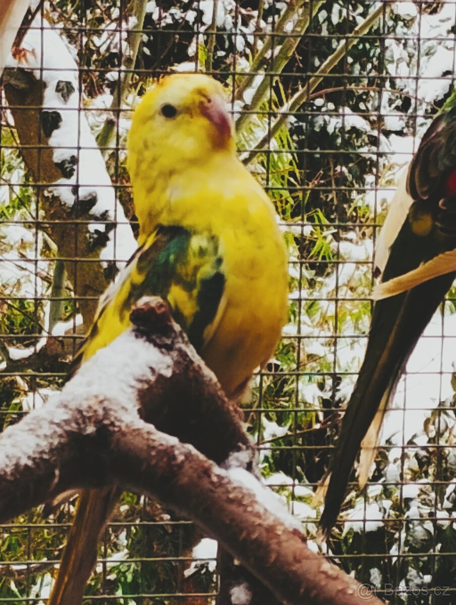 PAPOUŠEK ZPĚVAVÝ - 3