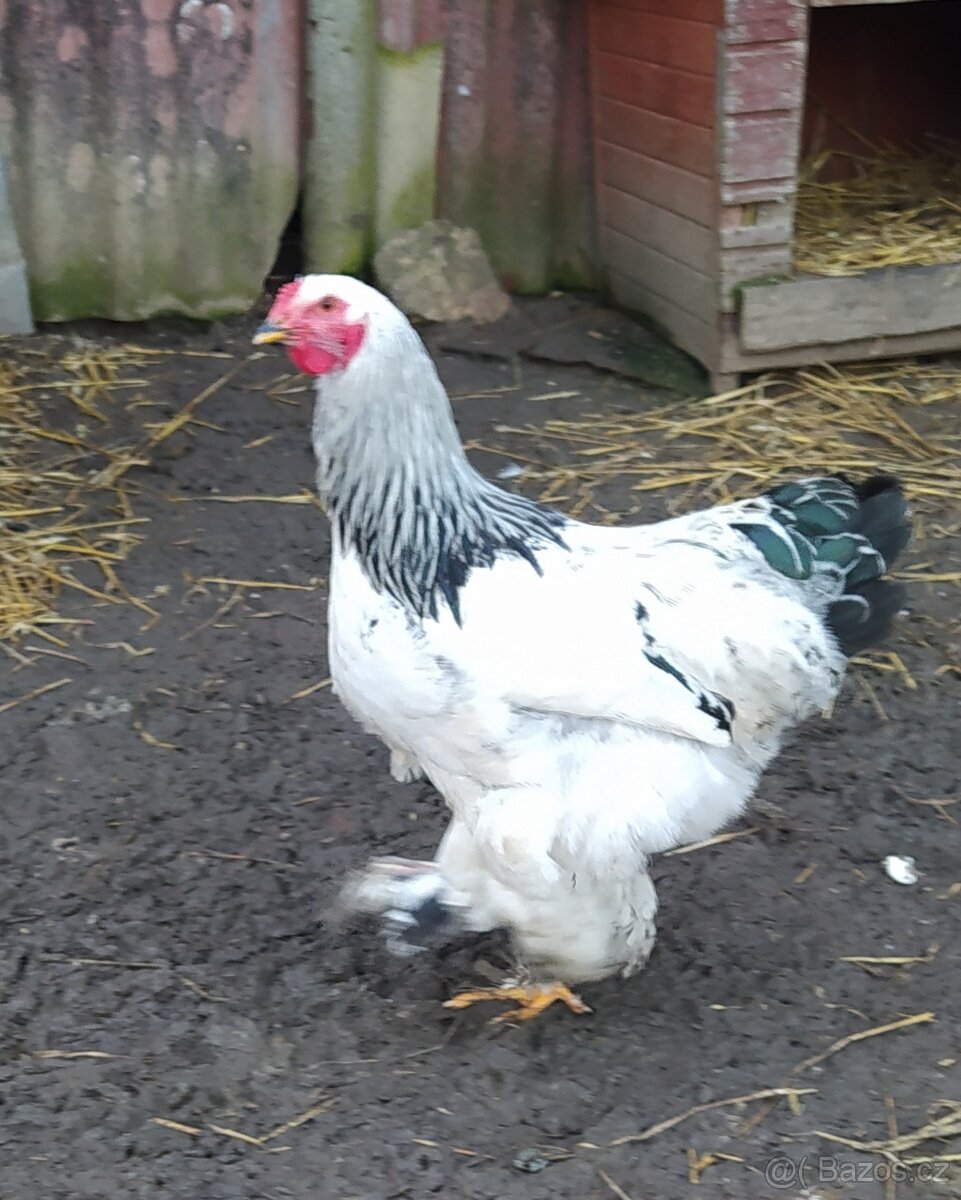 Brahmánka kohout - 3