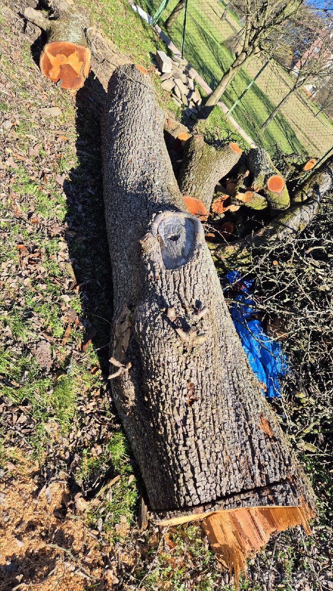 Prodám kmen hrušně - 3