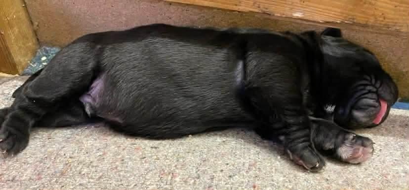 Štěňata Cane Corso s PP - 3