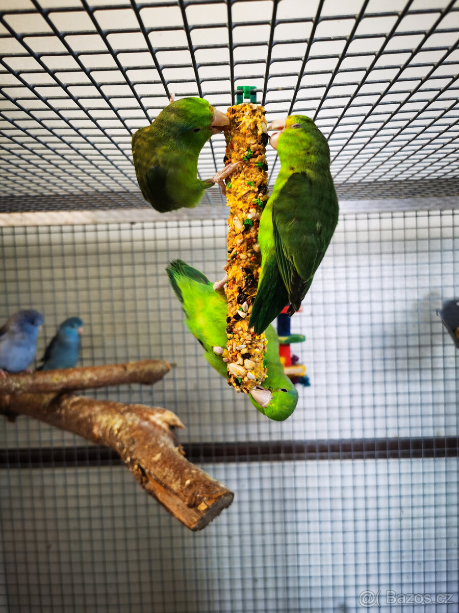 Papoušíček šedokřídlý 2025 - 3