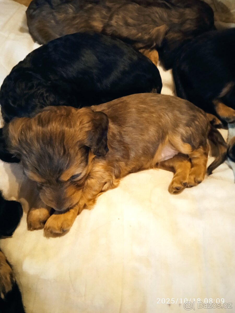 Prodej štěňat dlouhosrstý jezevčík - 3