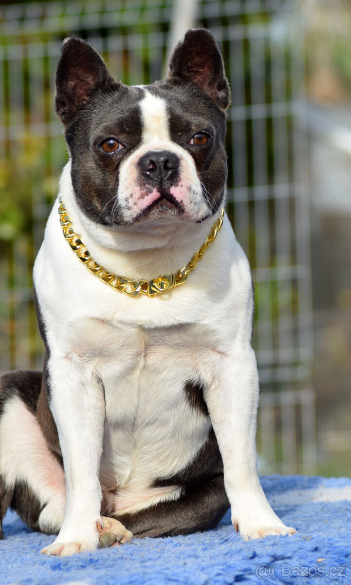 bostonský teriér s PP - modrý+lilac pejsek, modrá holčiča - 3