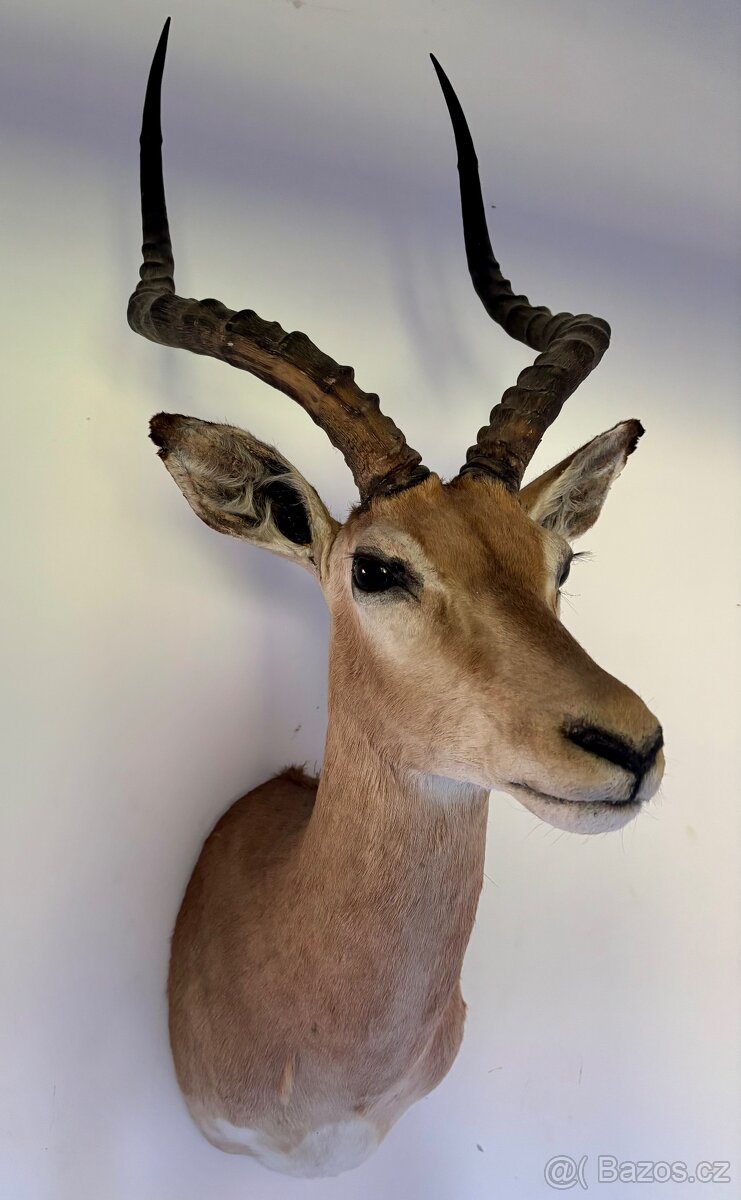 Nádherná Lovecká Trofej - IMPALA Afrika - TOP - 3