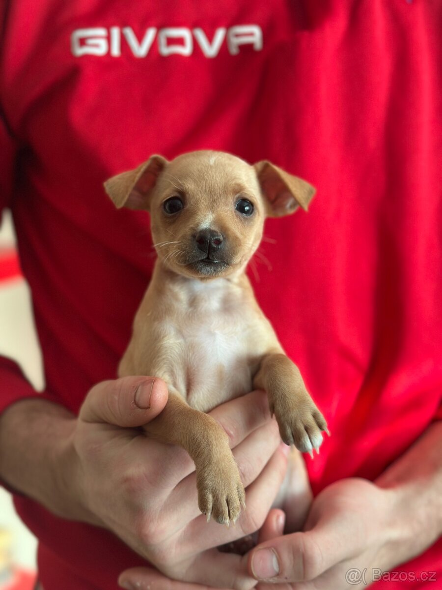 Pražský krysařík- srnčí pinc - 3