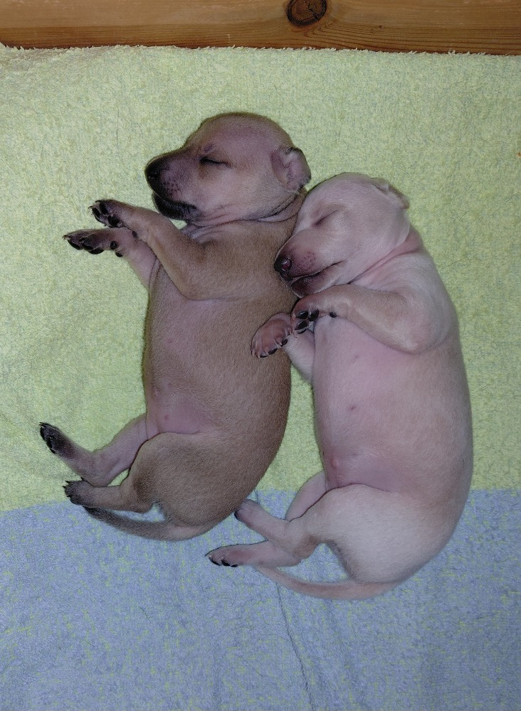 ITALSKÝ CHRTÍK - 3