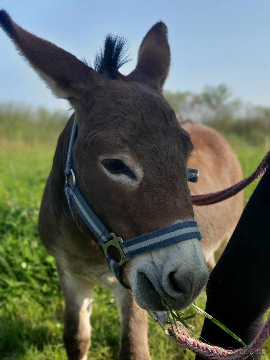 Miniaturní středozemní osel - mini oslík - 3
