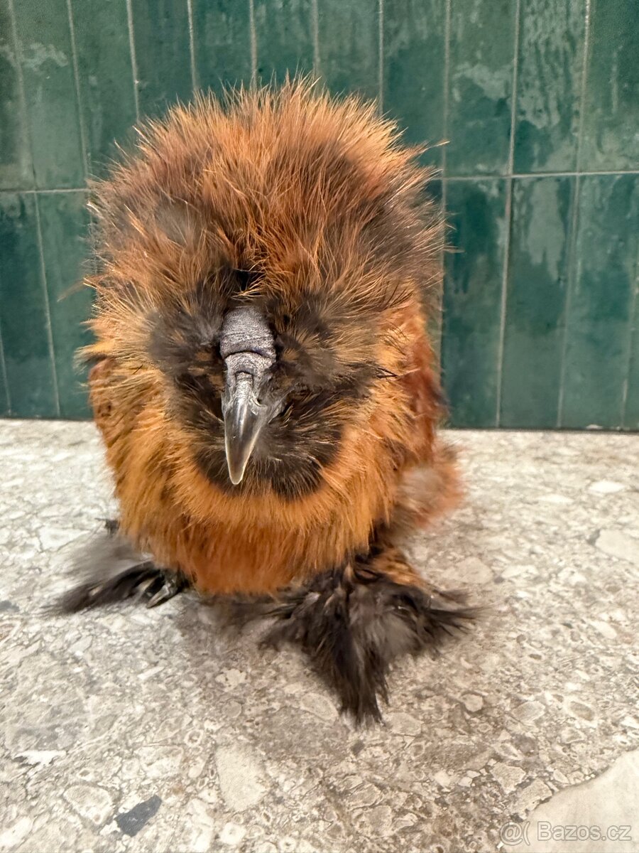 Hedvabnicka USA kohoutek - 3