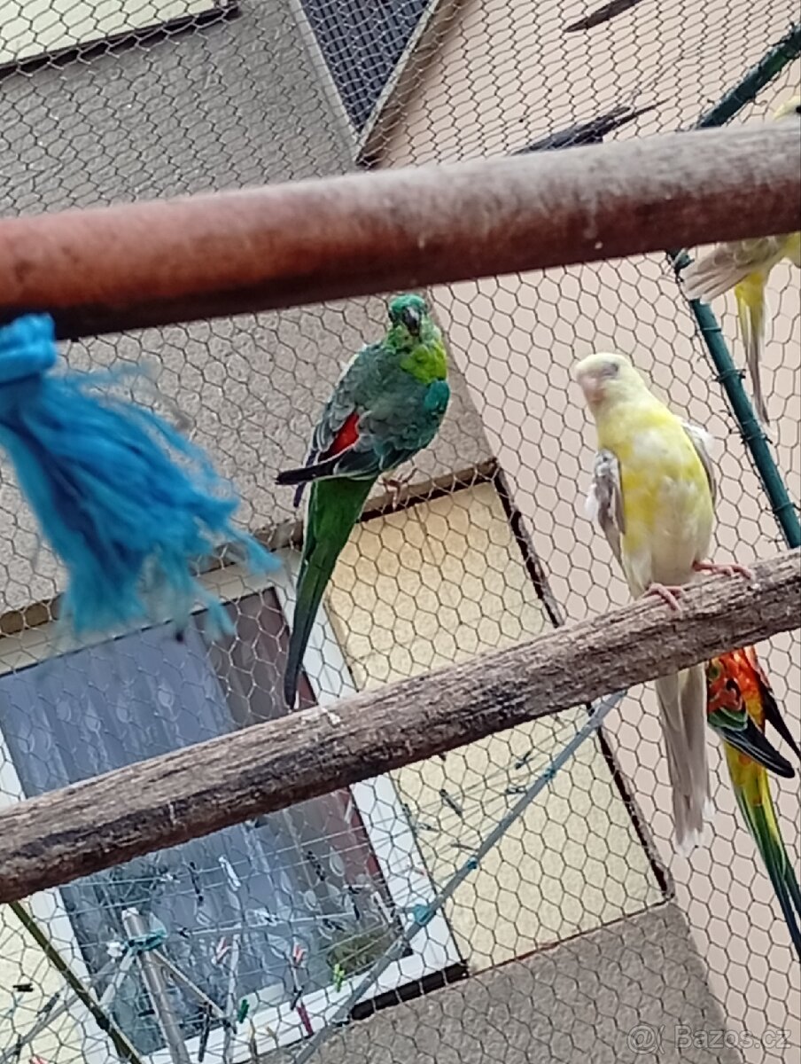 Papoušek zpěvavý - 3