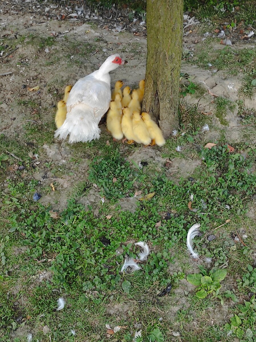 Kachna pižmová - 3