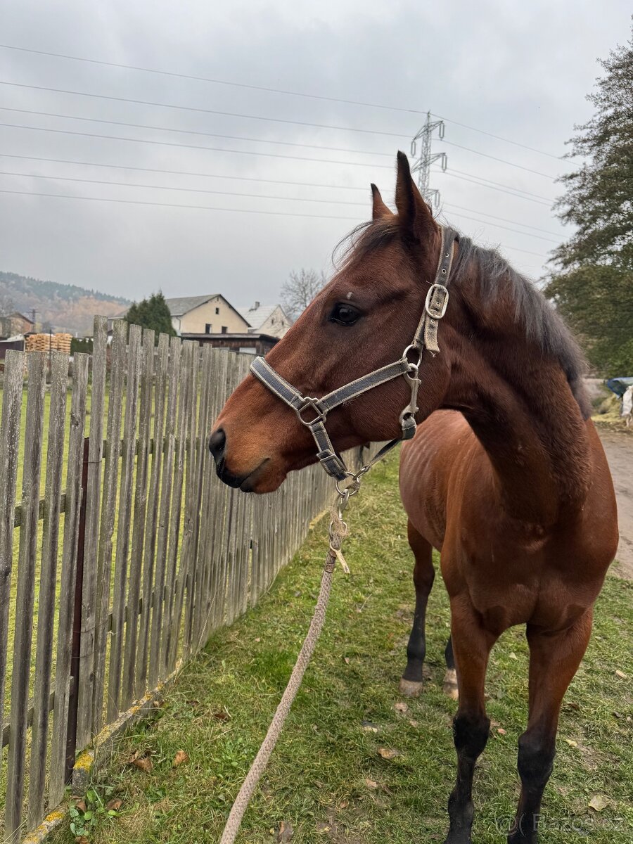 Valášek A1/1 na prodej - 3