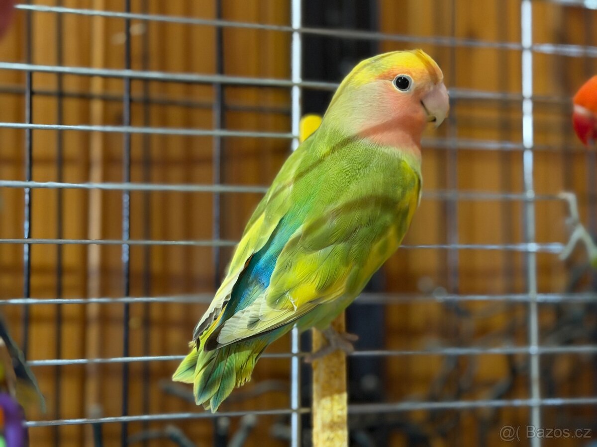 Líbivý Agapornis na prodej - 3