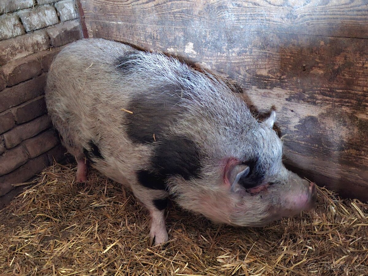 Gottingenske prase - 3