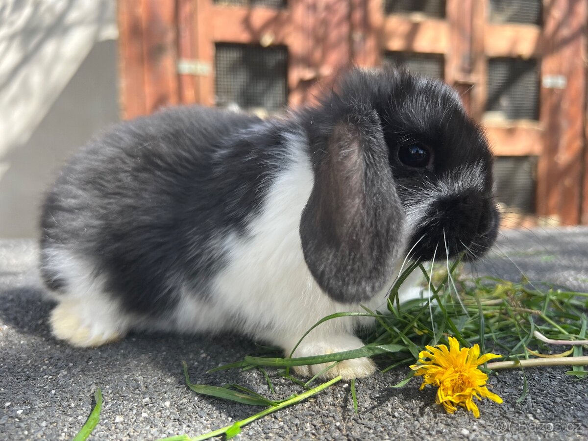 Zakrslý beránek - 3