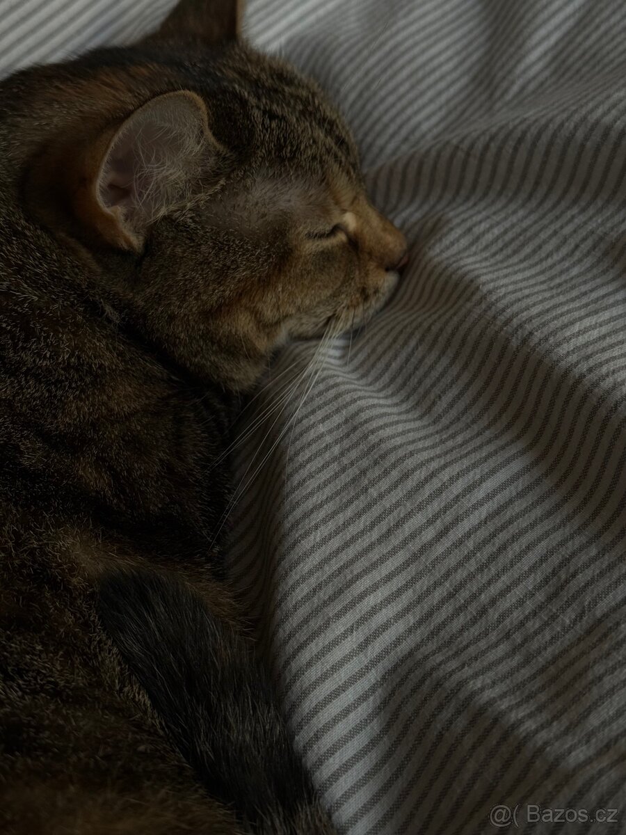 Kočka k adopci - 3