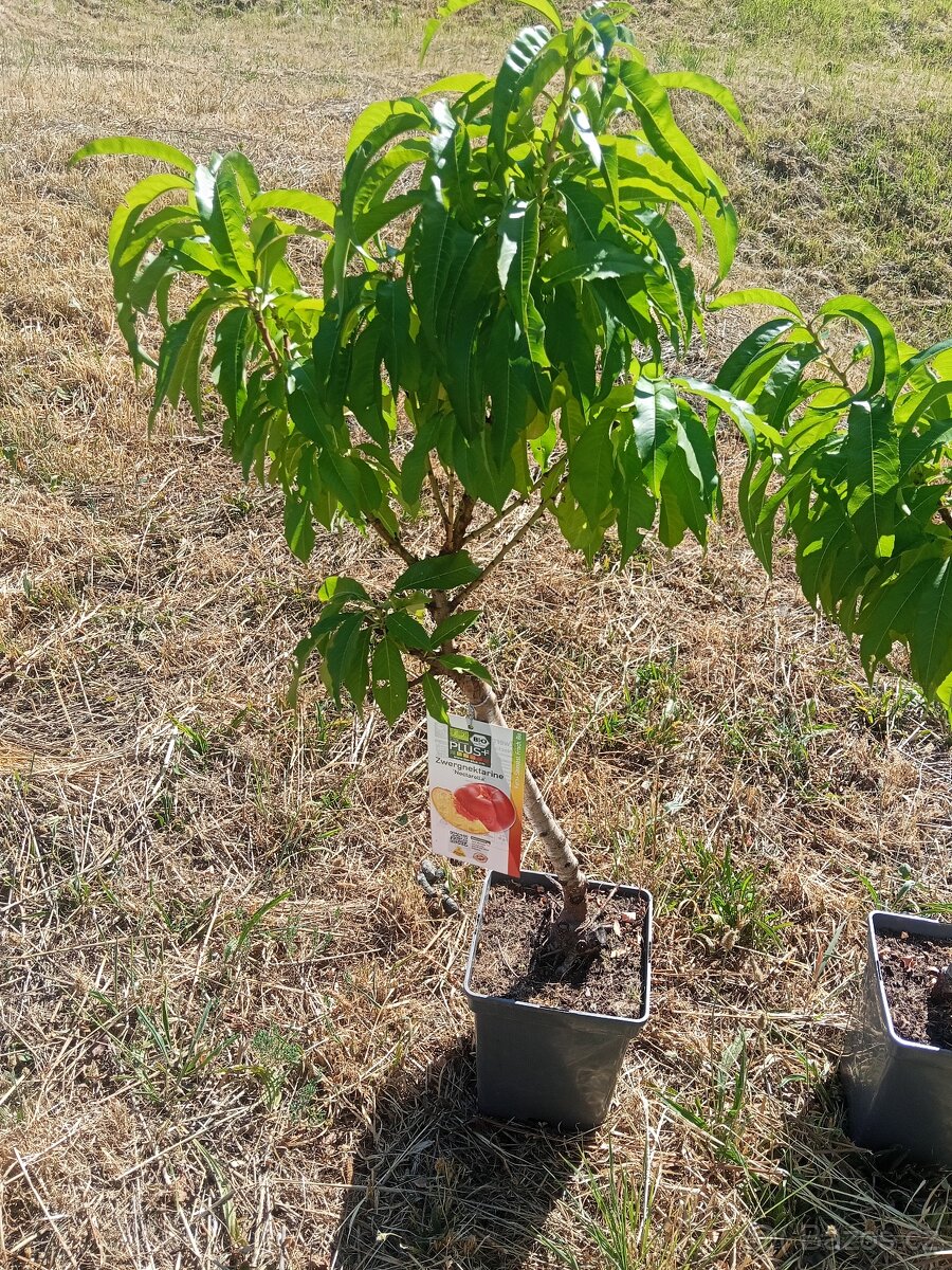 Zakrslá broskvoň Nectarella - 3