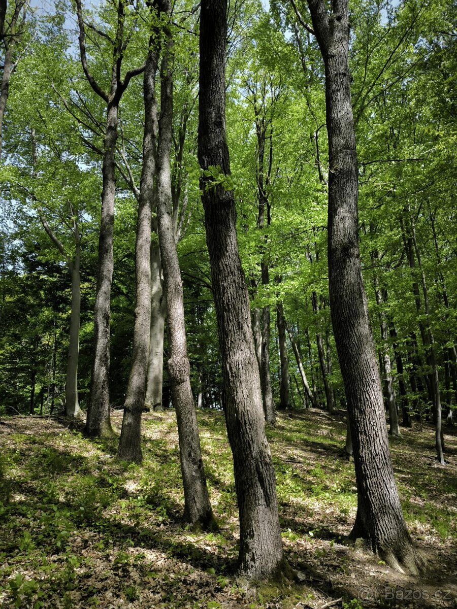 Prodej pozemků k.ú. Lhotsko - 3