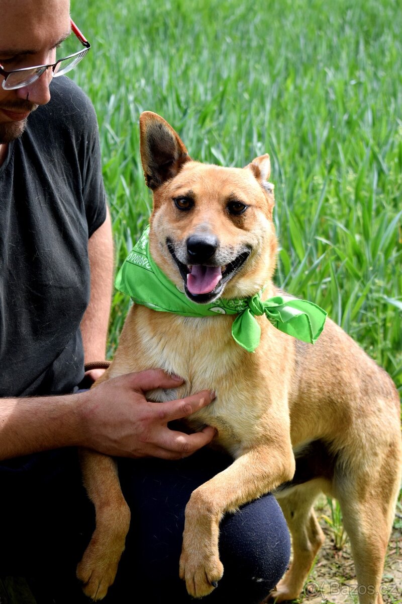 INKY K ADOOPCI - 3 ROKY,PŘÁTELSKÝ, KAMARÁD,VHODNÝ K SENIORŮM - 3