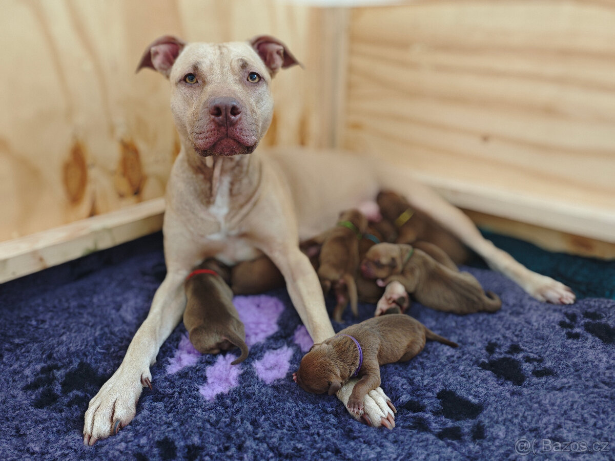 Americký pitbull teriér štěňata s PP - 3