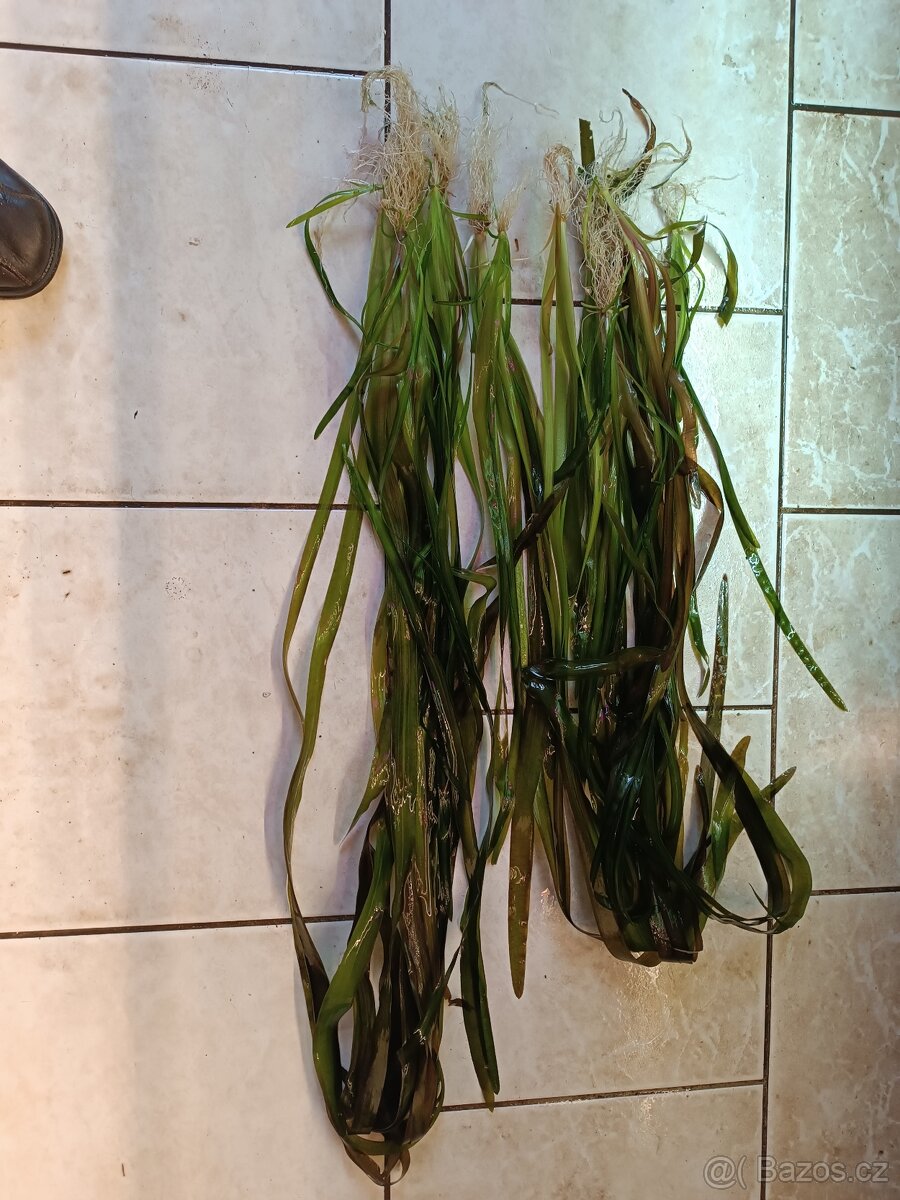 akvarijní rostliny - 3