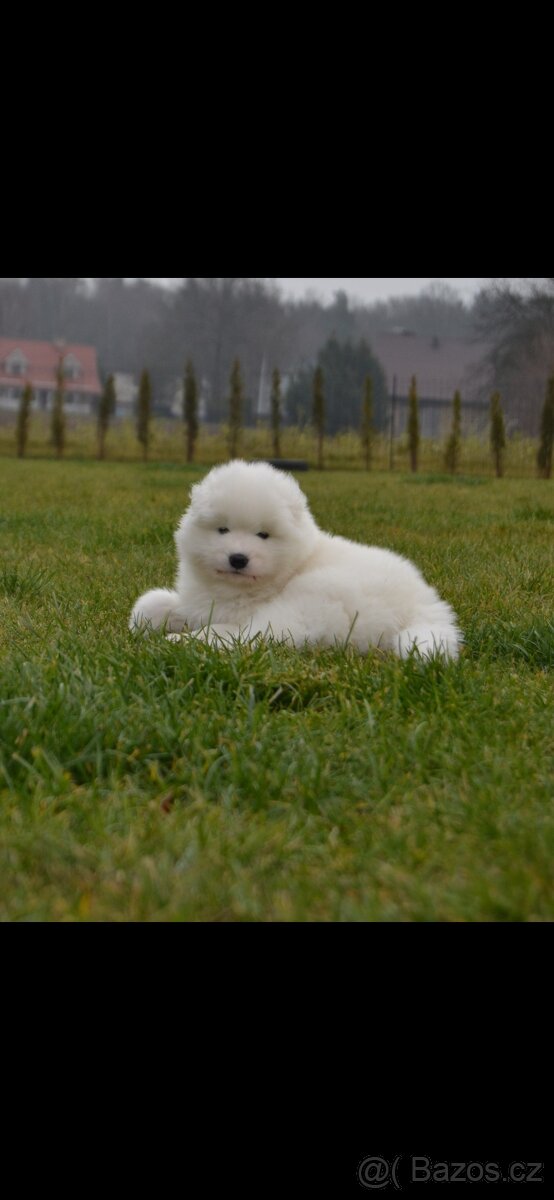 Fenky Samojeda FCI - 3