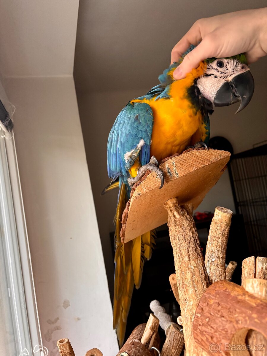 Prodám Ara Ararauna - 3
