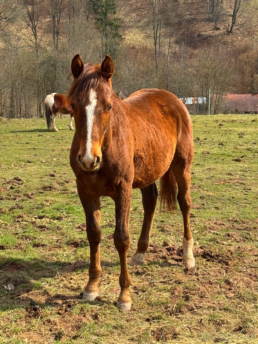 Prodám ročního hřebečka 1/2 APH - 3