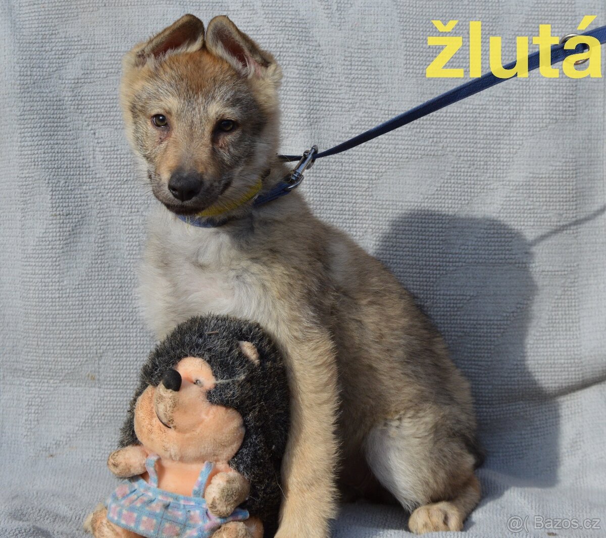 Československý vlčák - 3