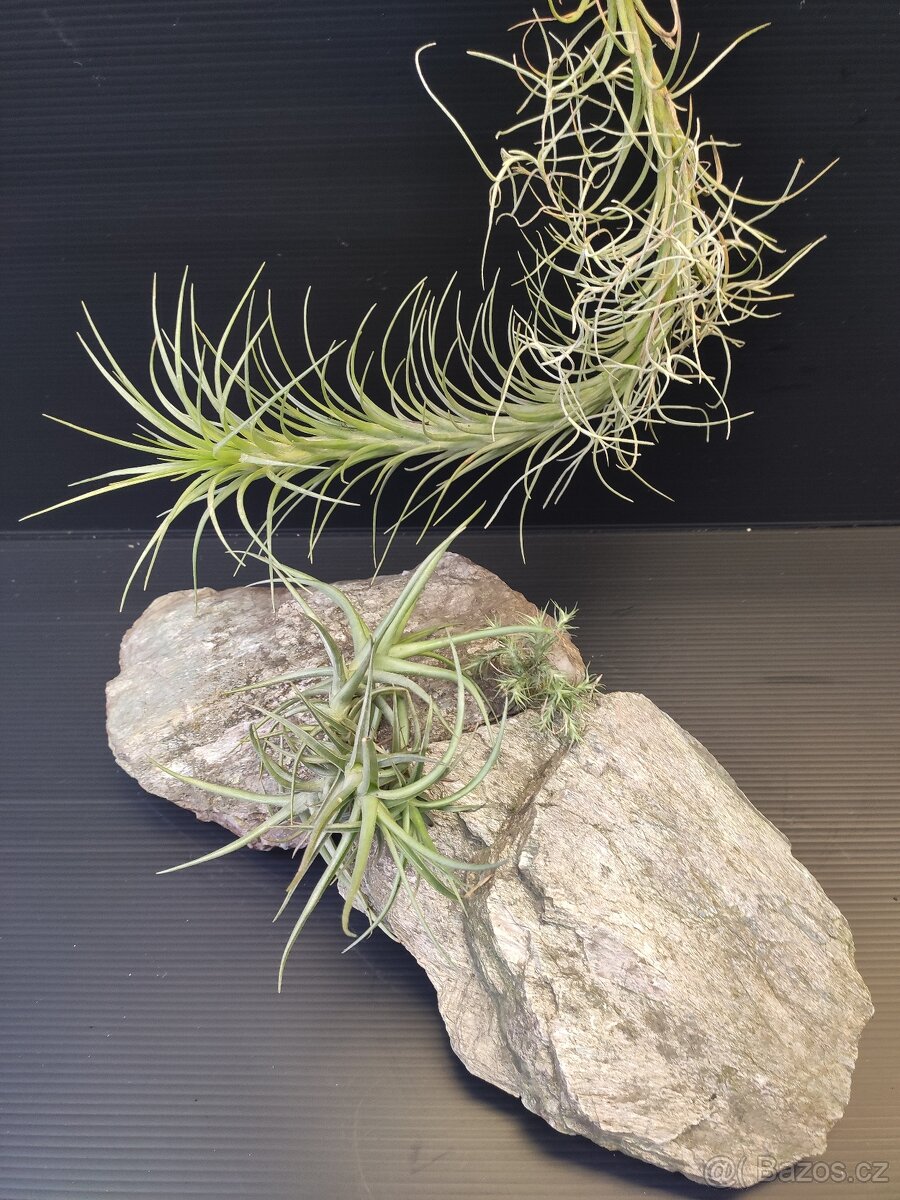 bromelie tilandsie - 3