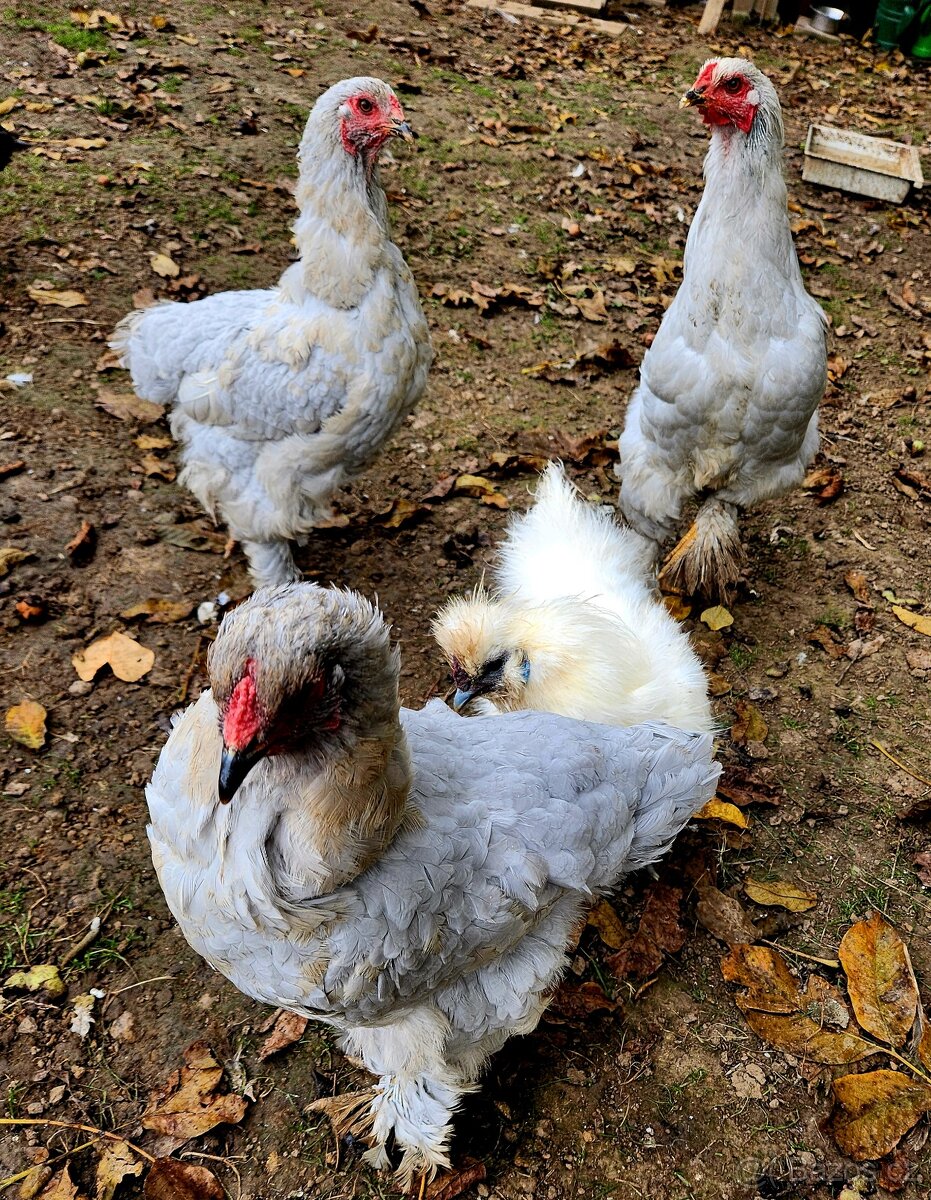 Brahmanka, hedvábnička - 3