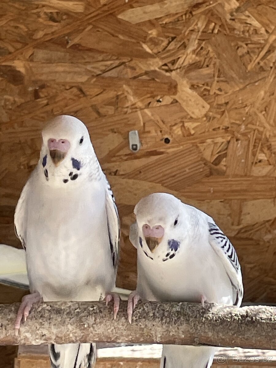 Papoušek vlnkovaný - TCB Andulka - 3