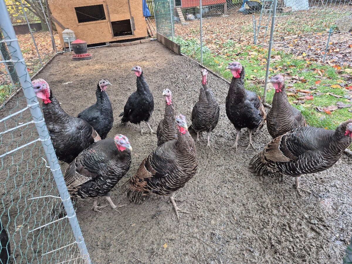 Krůty a krocani bronzovo-černí 6 měsíců - 3