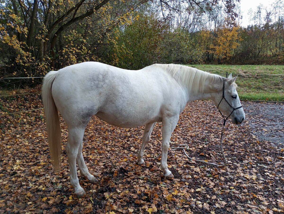 Paint horse klisna - 3