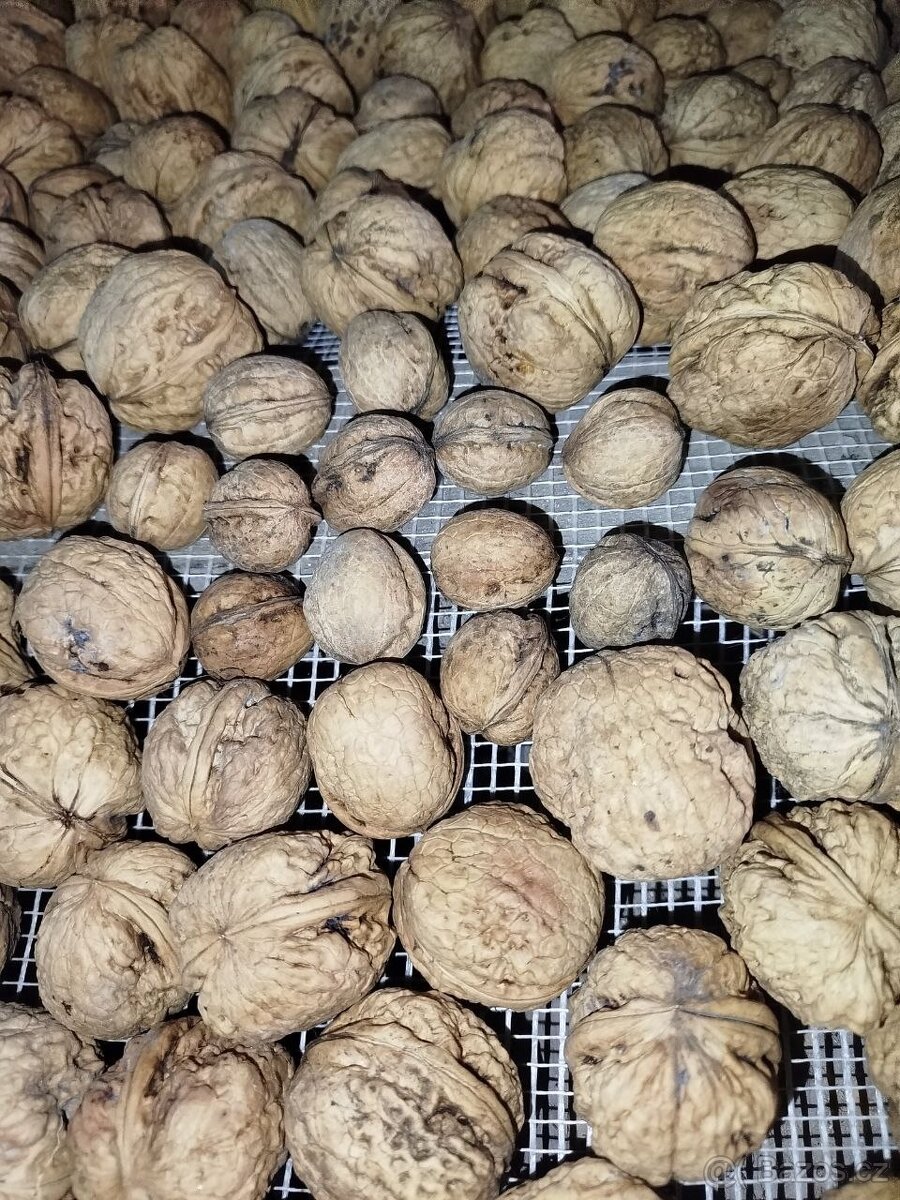 Vlašské ořechy - 3