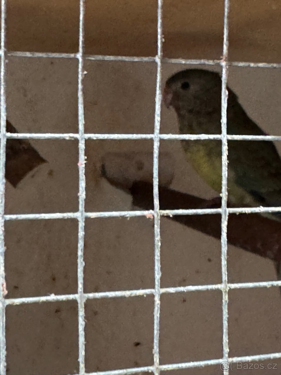 papoušek zpěvavý - 3