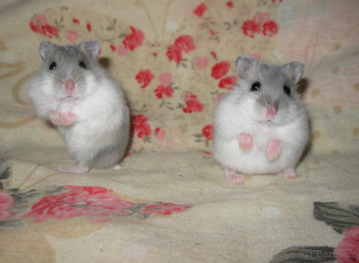 Křeček džungarský MERLE s PP (Brno, Břeclav) - 3