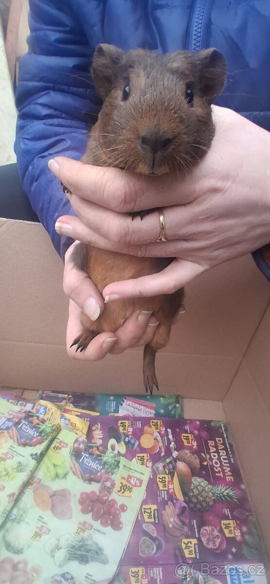 Morčatko - 3