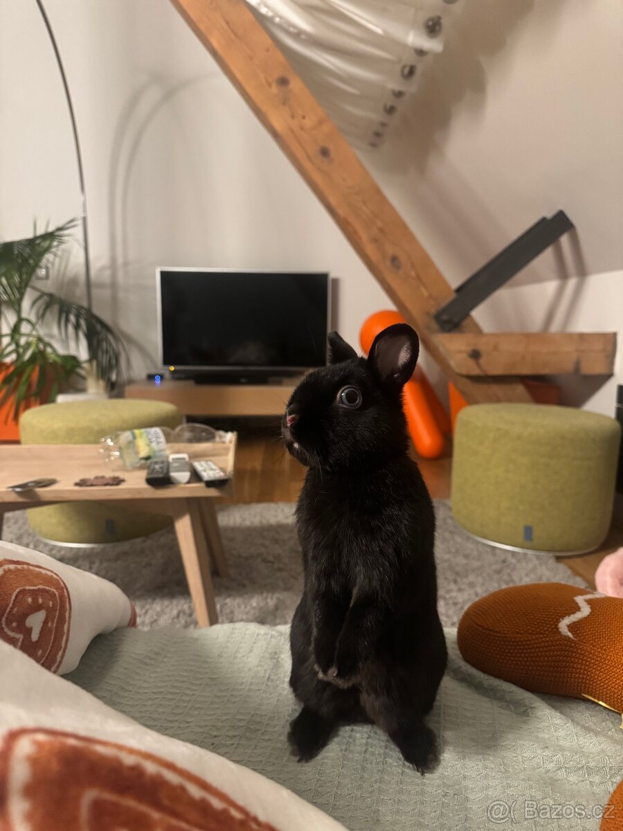 Prodám králíčky - 3