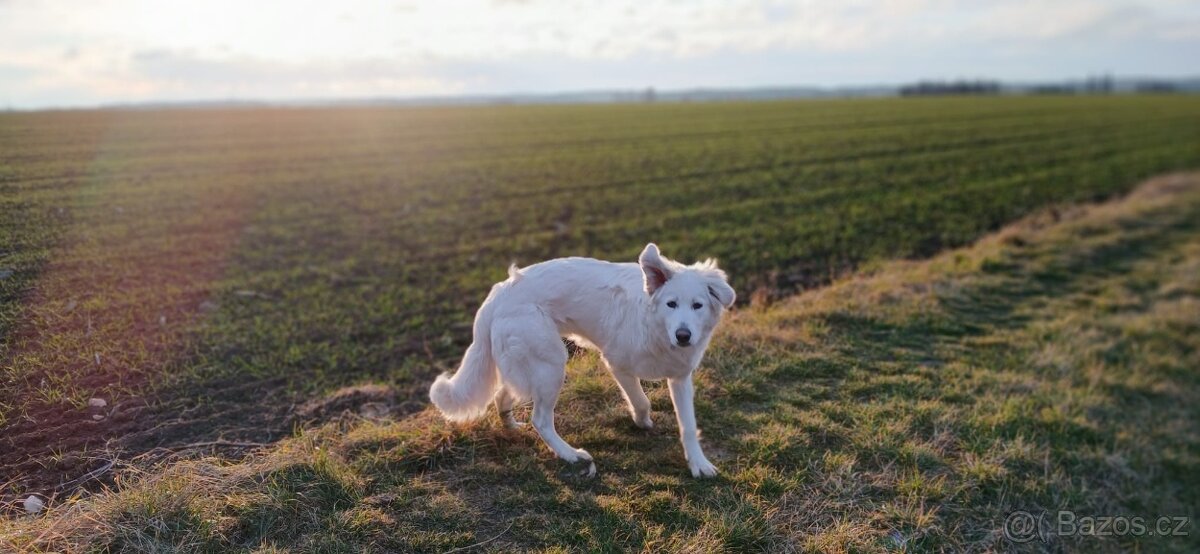 Štěně čuvač - 3