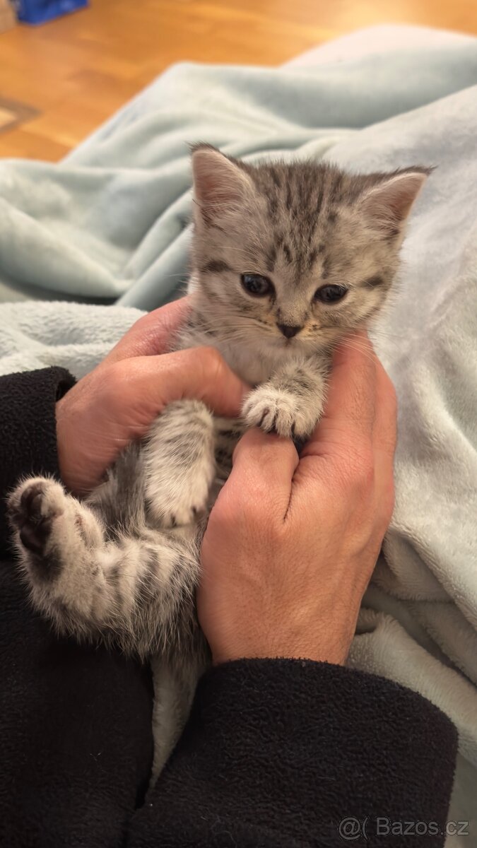 Britské kotě na prodej - 3
