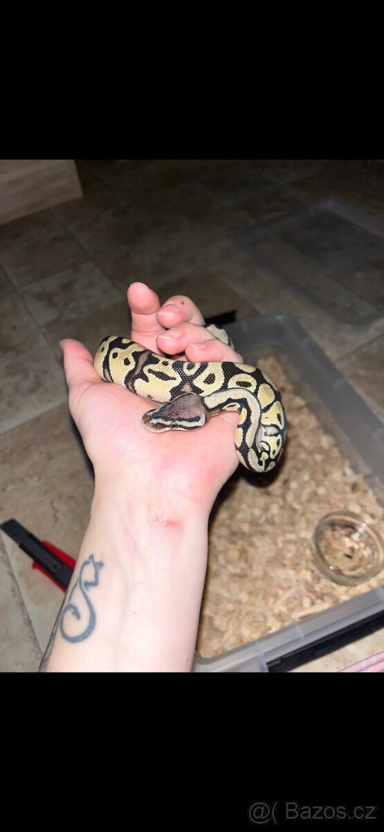 Krajta královská - 3