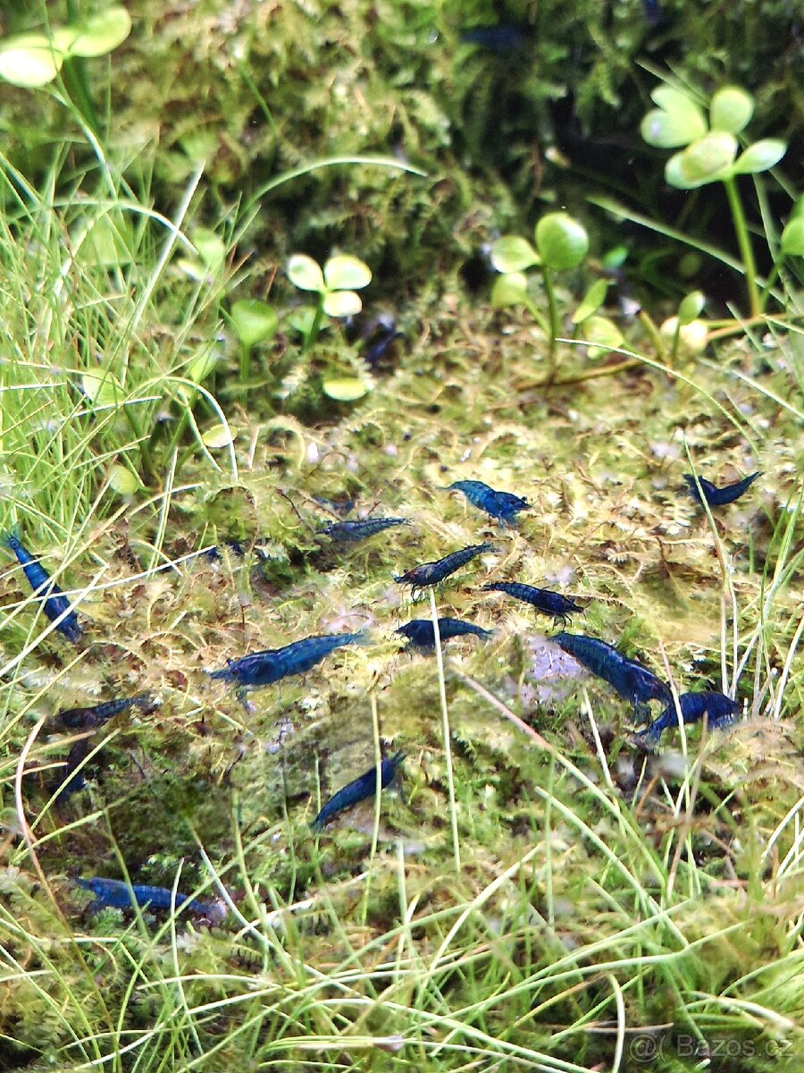 Modré krevetky Neocaridina davidi blue dream - 3