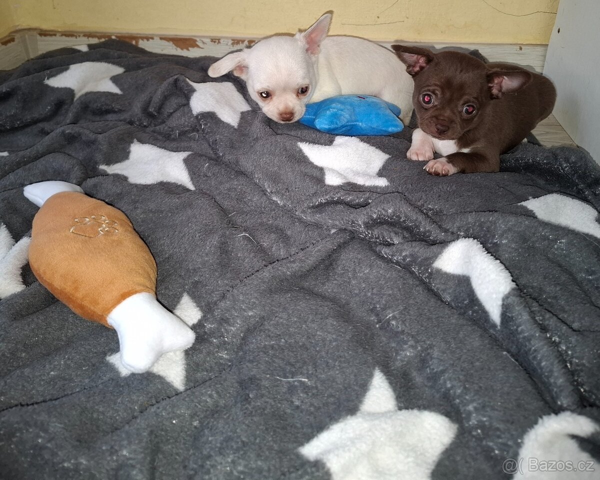 čivava šteniatka - 3