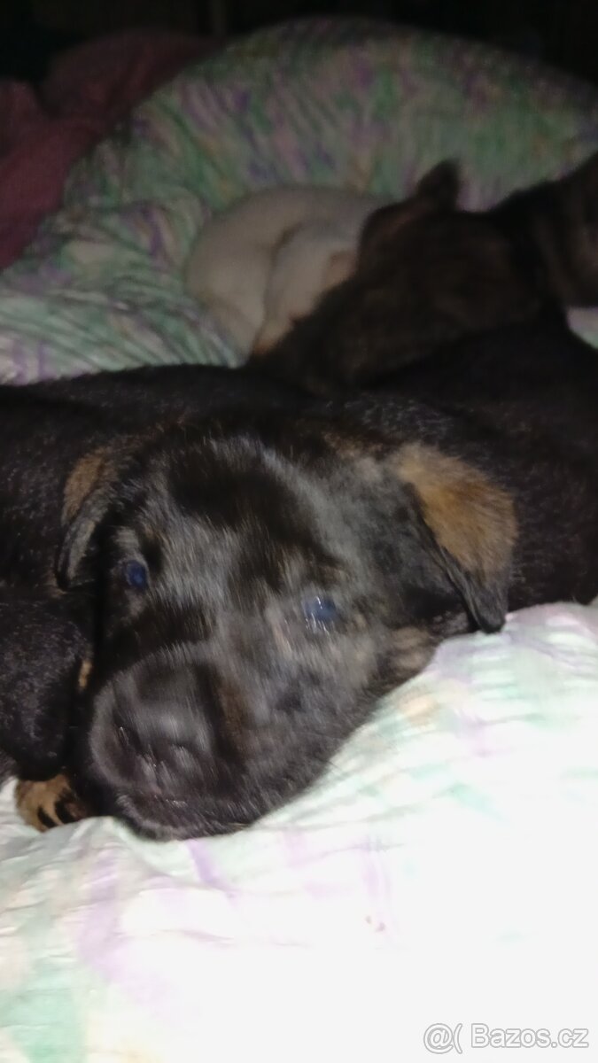 Prodám štěňata křížence německého ovčáka - 3